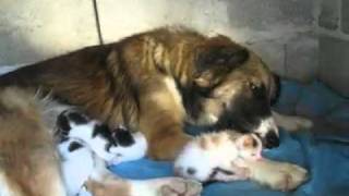 Luna (un cane) che allatta una cucciolata di gattini