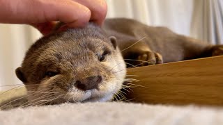 一日会えなかったカワウソが甘えすぎて離れてくれない An otter that couldn't meet the owner for a day