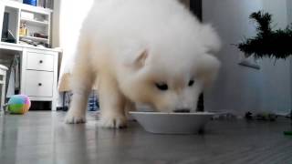 Маленький самоед кушает