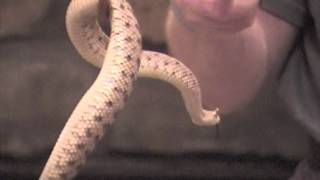 Herp Weekend Rattlesnake Talk Part 2: Sidewinder (Crotalus cerastes)