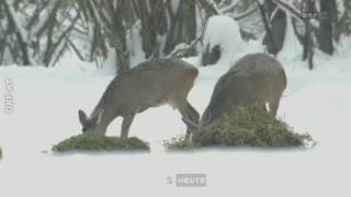 Diskussionen um Winterfütterung ORF Salzburg heute