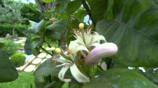 Sony Cyber-Shot DSC-HX50 test N°1 video Macro-Auto
