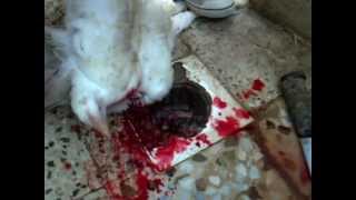 iraqi chicken slaughter