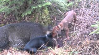 Охота на кабана,šernu medziokle, Alpenlandische Dachsbracke ir jagdterier