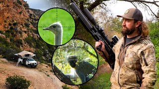 Ostrich vs Airgun (And Let's Not Forget the Monkeys & Baboons!) - Baviaanskloof Hunt, Episode 4