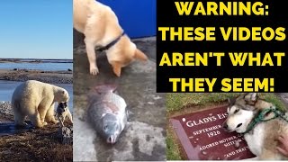 EXPOSED: The TRUTH About These Popular Viral Dog Videos. Don't Fall For These FAKE Stories!
