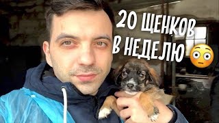 Подкидывают 20 щенков в неделю! Приют в Алматы. Приехал в Казахстан.