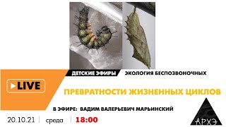 Детский эфир "Превратности жизненных циклов" курса "Экология беспозвоночных" Вадима Марьинского