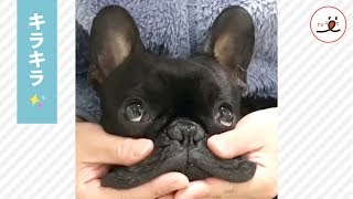 おめめがキラキラ輝くフレブル✨ 気持ちよさそうにたふたふマッサージされて? 【PECO TV】