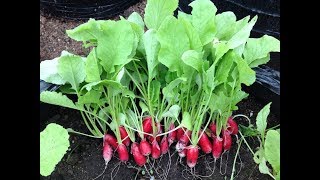 ВЫРАЩИВАНИЕ ОСЕННЕГО РЕДИСА В МЕШКАХ. Октябрь 2017. THE CULTIVATION OF AUTUMN RADISHES IN BAGS.