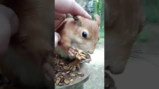 Впервые погладил белку, которая ест орешек / For the first time I stroked a squirrel that eats a nut