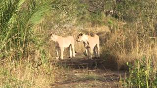 Endangered African Wildlife Monitoring Explained