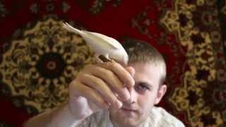 РУЧНАЯ ПТИЦА КЕНАР СЕНЬКА