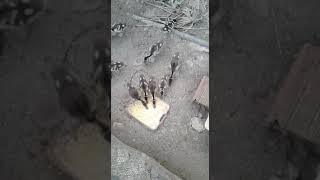 Filhotes de marreca verdadeira