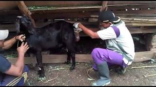 Kambing melahirkan