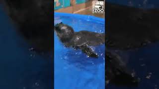 Little Penguin Chick Rose First Swim - Cincinnati Zoo #Shorts
