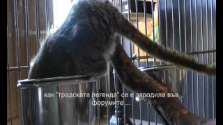 Varna Monkey Marmoset Story