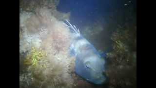 Plymouth Beach Night Dive - New England scuba Diving