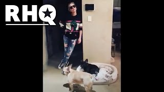 Lady Gaga's Dog-Walker Shot And Dogs Stolen