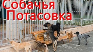 Собачья свадьба и собачья драка
