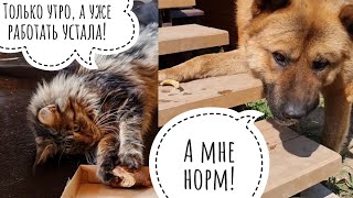 Распаковка хрустелок для кошки Морошки и Пса Кубика - отличное начало дня