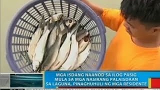 Mga isdang naanod sa ilog Pasig mula sa mga nasirang palaisdaan sa Laguna, pinaghuhuli