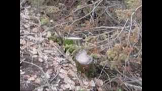 SOS! Можжевельник!