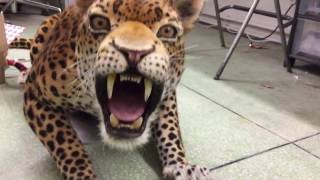 Meet Lily The London Leopard | Big Cat Week | National Geographic Wild UK