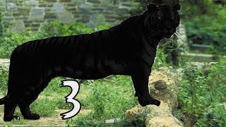 Life Of Black Tiger - Part 3 Walkthrough - Full Story- iPAD - iPHONE APP.