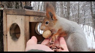 Кормушка, белки, вороны, синицы / Feeder, squirrels, crows, tits. A small sketch