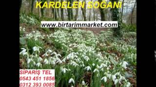 KARDELEN SOĞANI KARDELEN ÇİÇEĞİ SOĞANI KARDELEN TOHUMU KARDELEN ÇİÇEĞİ TOHUMU KARDELEN SOĞANI FİYATI