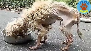 Rescue an Abandoned Dog That Will Melt Your Heart, Now Watch His Transformation
