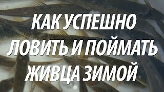 ОСОБЕННОСТИ ПОДЛЕДНОГО ЛОВА ЖИВЦА ДЛЯ ЗИМНЕЙ РЫБАЛКИ