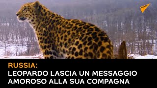Russia: leopardo lascia un "messaggio amoroso" alla sua compagna