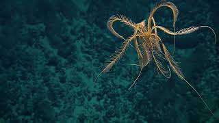 Feather Star Freestyles Into Our Hearts | Nautilus Live