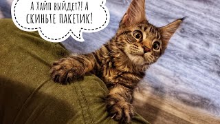 Распаковка с кошкой Морошкой и рыбкой Хайпом