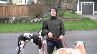 Walk Training with the Great Danes.