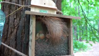 Кормлю бельчат / Feeding the squirrels