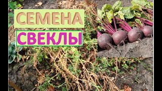 Семена свеклы винегретной выращиваем сами