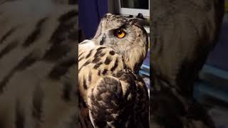 The Eagle owl Comandante Yoll is outraged. Don't touch me! #shorts