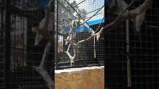 Papageiengezwitscher Teil 1 in Marineland, Mallorca