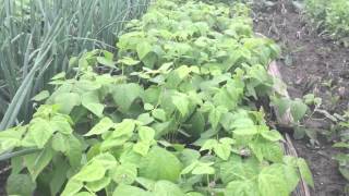 ФАСОЛЬ/ BEANS