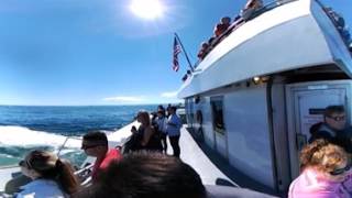 New England Aquarium and Boston Harbor Cruises Whale Watch 09 16 2016