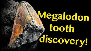 Deep Sea Megalodon Tooth Fossil Updates from the Experts | Nautilus Live