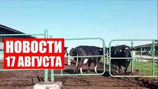 Коррупция в сельском хозяйстве / Британцы экономят на продуктах / Жара в Беларуси / Новости 17.08