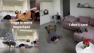 Faking My Death In Front Of My Dogs - Hilarious Dogs Reactions