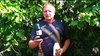 Борьба с болезнями на винограднике во второй половине лета. Виноград 2016.
