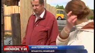 Новосибирские новости (про медведей)