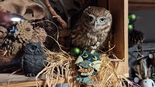 Совёнок Лучик уютится по полочкам, а у меня удалили instagram