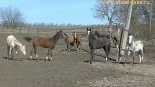 Продажа. Ахалтекинские годовалые кобылки. Sale. Shael fillies yearlings